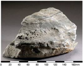 Permian Tolo Harbour Formation